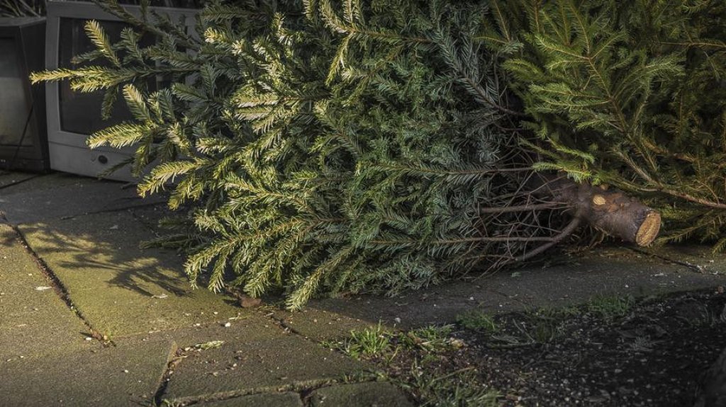  Humacao implementa programa de reciclaje de &aacute;rboles de Navidad 