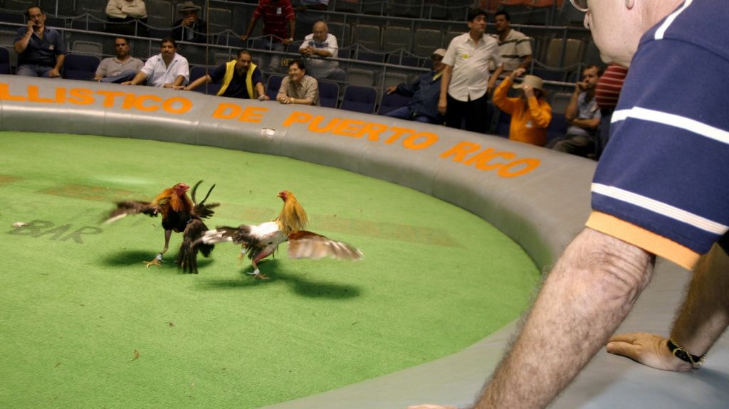  Legislador convencer&aacute; a congresistas de EEUU a dejar activas las peleas de gallos 