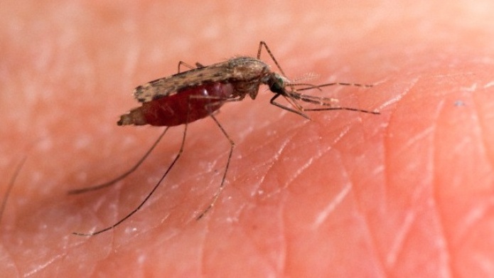 Un parasito mutante amenaza al mundo con la forma mÃ¡s peligrosa de malaria