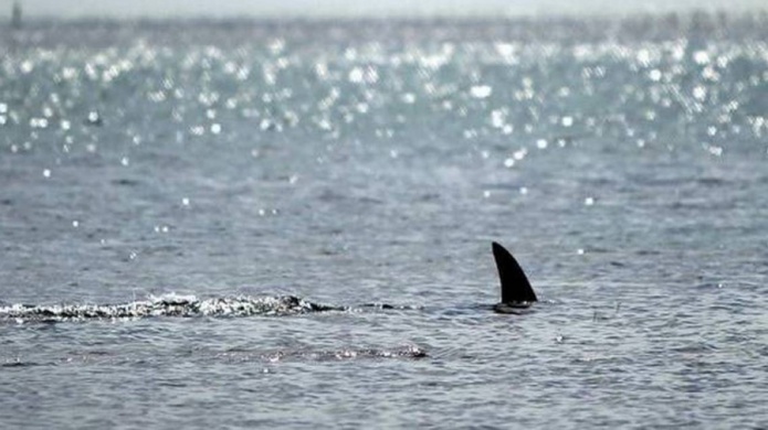 TiburÃ³n ataca a hombre en playa de la Florida
