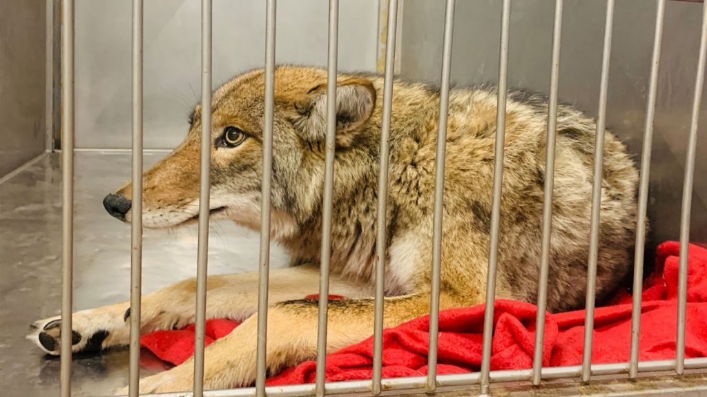  Los ataques de coyotes preocupan en Chicago, una ciudad acostumbrada a verlos 