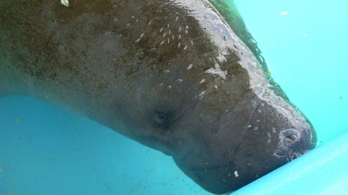 HarÃ¡n el primer estudio epidemiolÃ³gico de manatÃ­es 