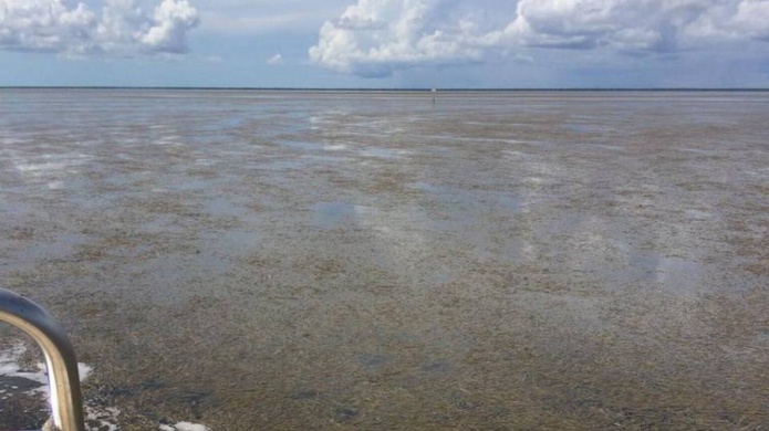 Detectan brote de algas tÃ³xicas en la bahÃ­a de Florida