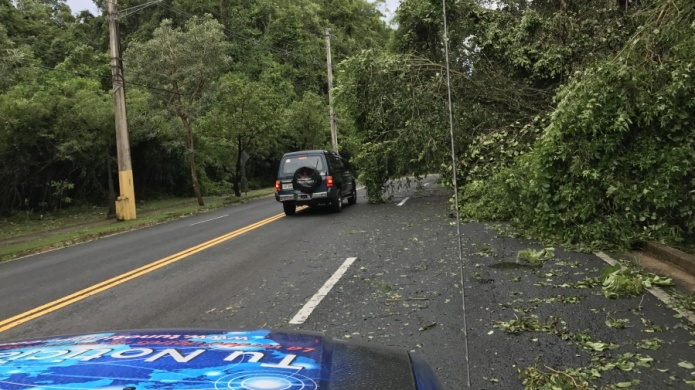 Ãrboles obstruyen Ave. TrÃ­o VegabajeÃ±o, en direcciÃ³n al casco urbano