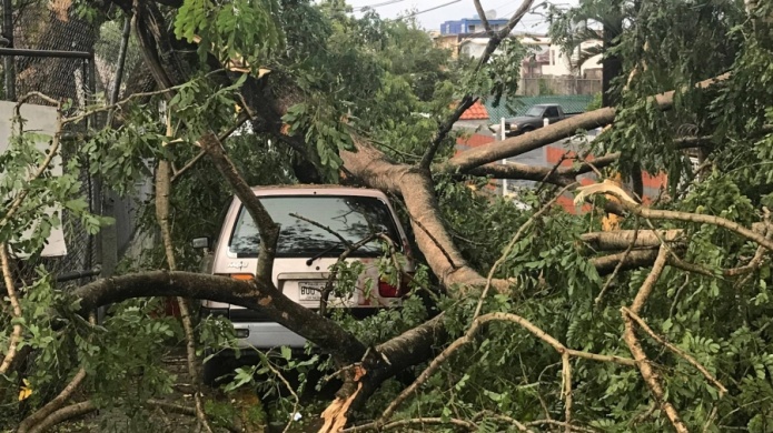 Arbol cae sobre vehiculo en Santurce (Fotos)