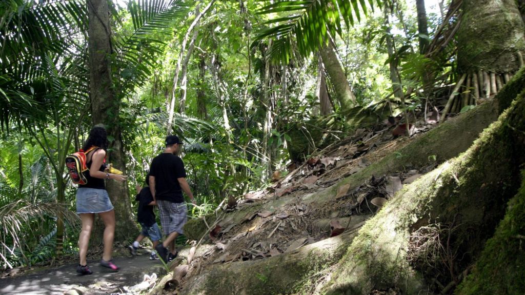  Bosque puertorrique&ntilde;o "El Yunque" se prepara para altas visitas en Navidad 