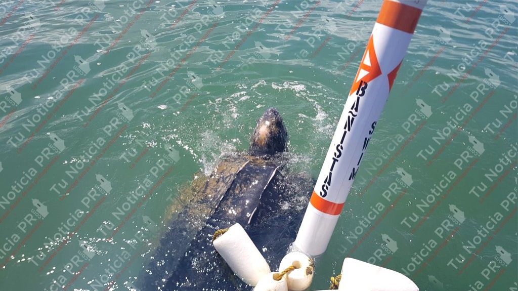  Fotos y video: Fura y DRNA rescatan tinglar enredado en las boyas 