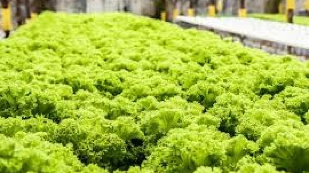  Ley primer Registro de Agricultores Hidrop&oacute;nicos en Puerto Rico 