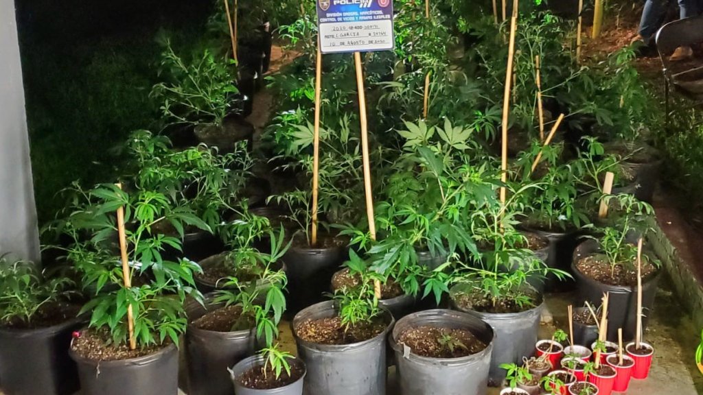  Video: Ocupan 81 matas de marihuana en Luquillo 