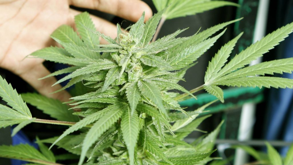  Polic&iacute;a halla dos laboratorios de marihuana con 192 plantas al sur de Miami 