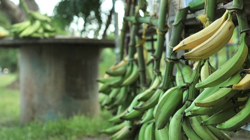  Secretario de Agricultura pide a los supermercados vender los pl&aacute;tanos a menor precio 