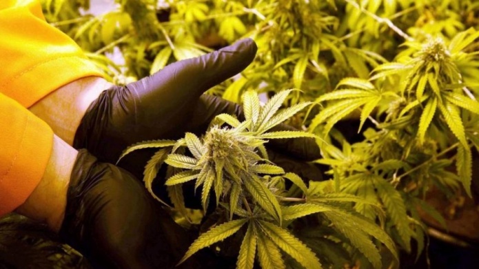 Perdura la incertidumbre en el uso de la marihuana medicinal en Florida