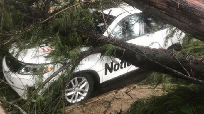 Cae Ã¡rbol sobre vehÃ­culo de NotÃ­centro que realizaba reportaje en LoÃ­za 