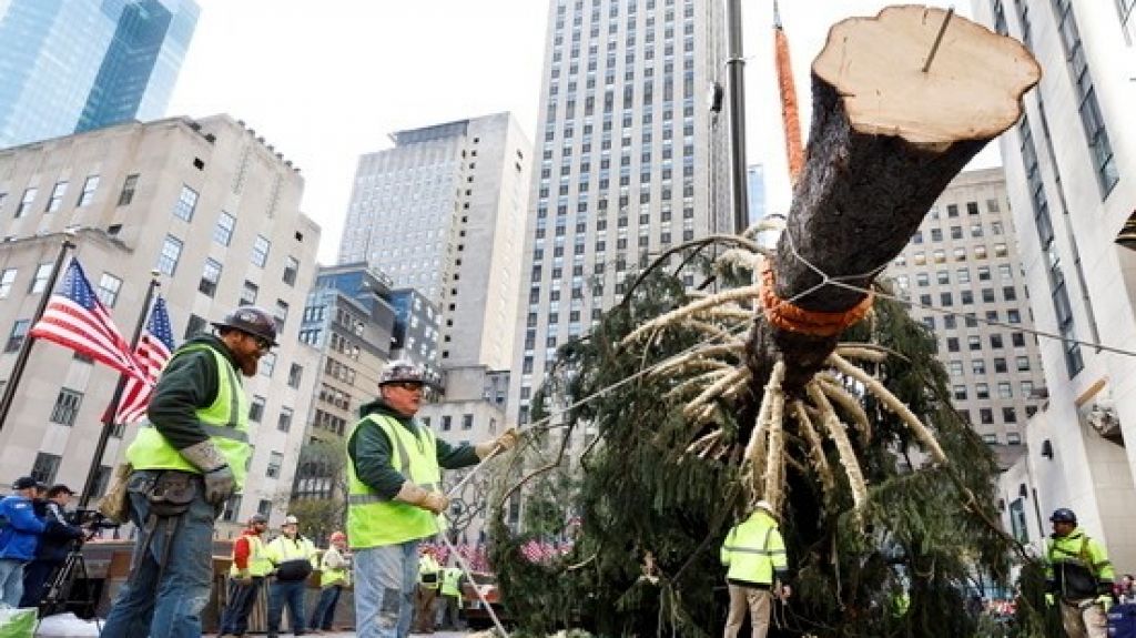  Neoyorquinos reciben con entusiasmo al famoso &aacute;rbol del Rokefeller Center 