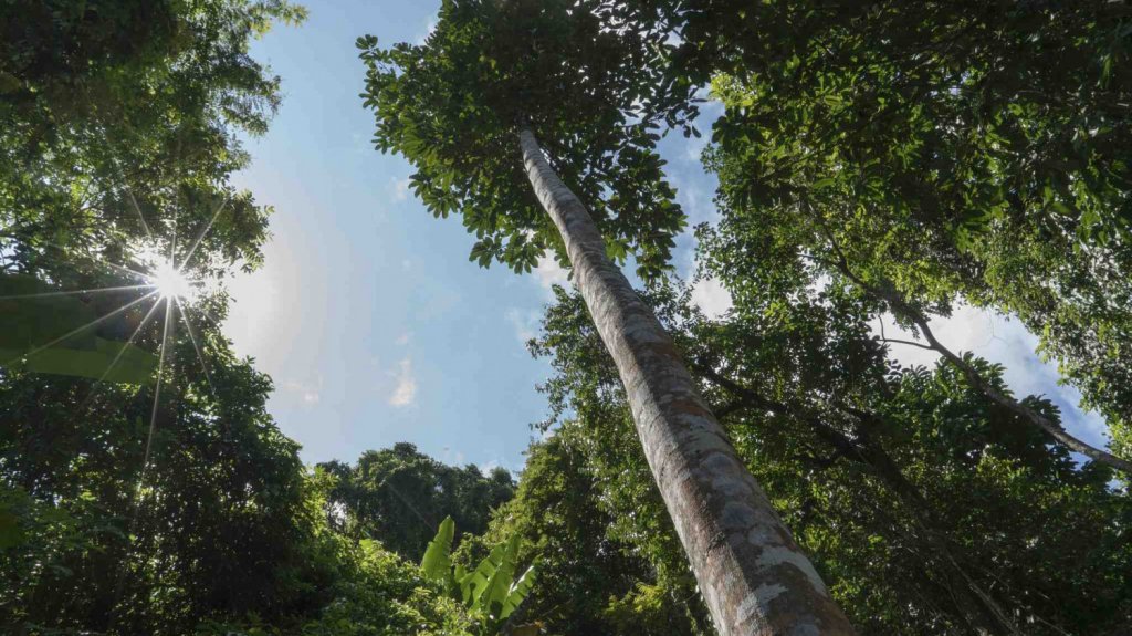  Alertan que en parque Julio Enrique Monagas el DRD y DRNA buscan cortar 8,000 &aacute;rboles 