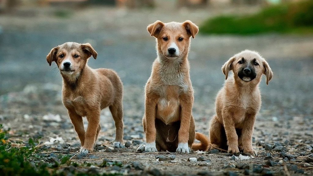  Santuario aboga por la firma del Proyecto del Senado 1621 en favor de las mascotas y animales realengos 