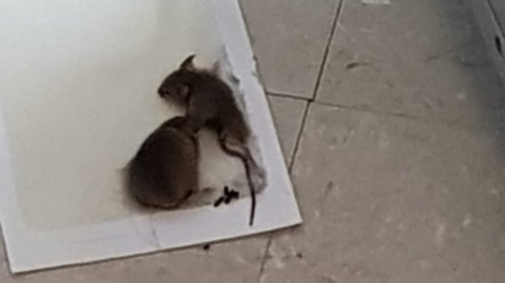  Empleados del Fondo del Seguro del Estado en Arecibo denuncian represalias por exponer problema de ratas 