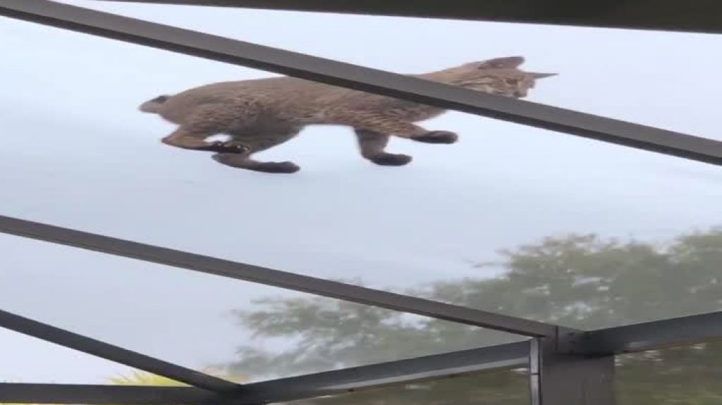  En video como un &ldquo;Bob Cat&rdquo; intenta cazar una ardilla en una residencia de Florida 