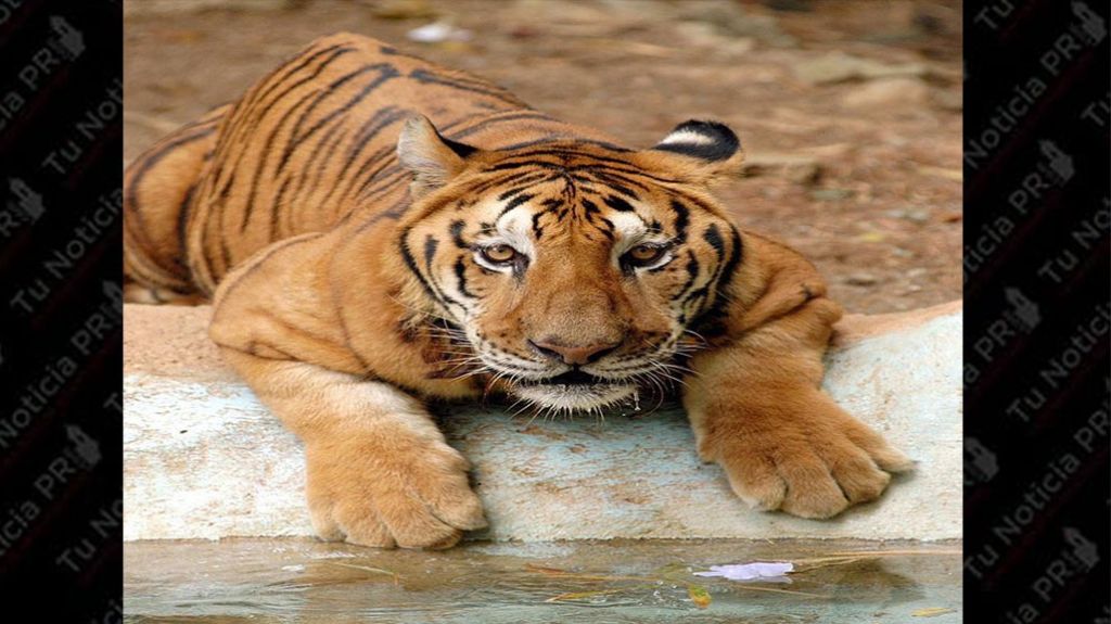  Fundaci&oacute;n Salvemos el Zool&oacute;gico est&aacute; ilusionada con compromiso de Pierluisi con el parque 