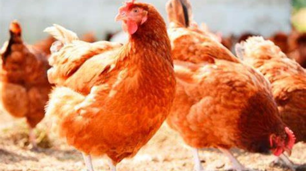  Arrestan hombre que ahuyentaba gallinas a balazos en Aguas Buenas 