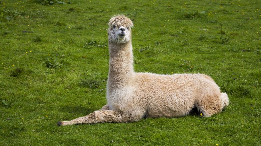  Los anticuerpos de las llamas podr&iacute;an ser la opci&oacute;n para vacuna contra coronavirus 