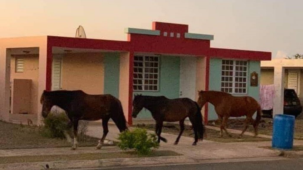  Municipio de Salinas ha recogido, desde enero pasado, m&aacute;s de 350 caballos que se encontraban en la calle 