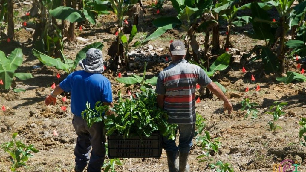  Otorgan fondos a agricultores de Las Piedras 