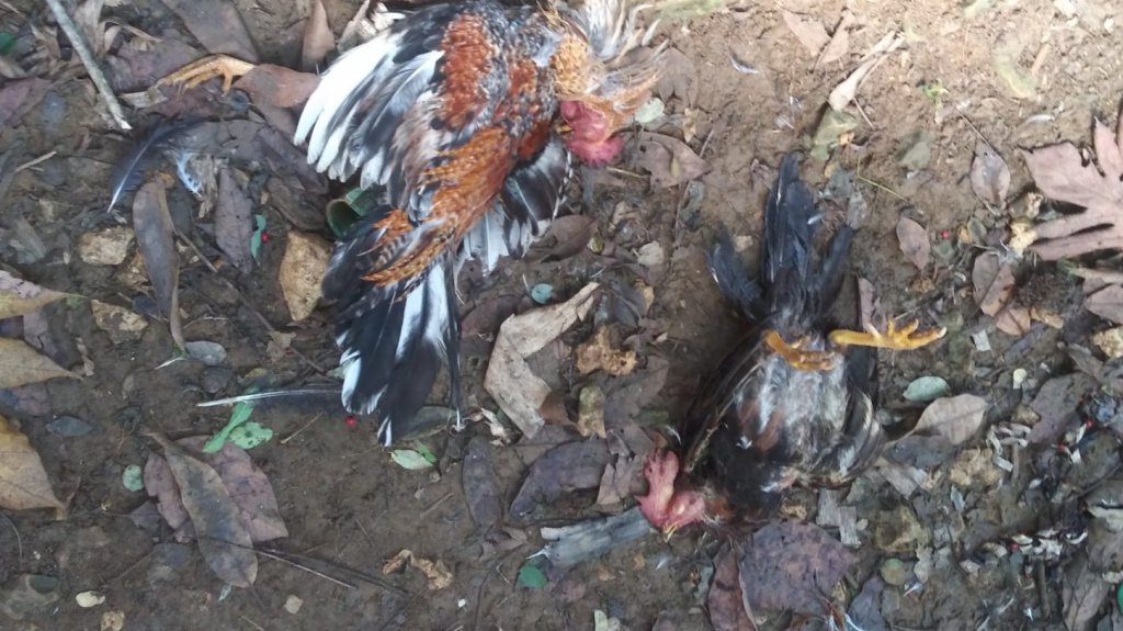  Reportan masacre de gallos en Camuy 