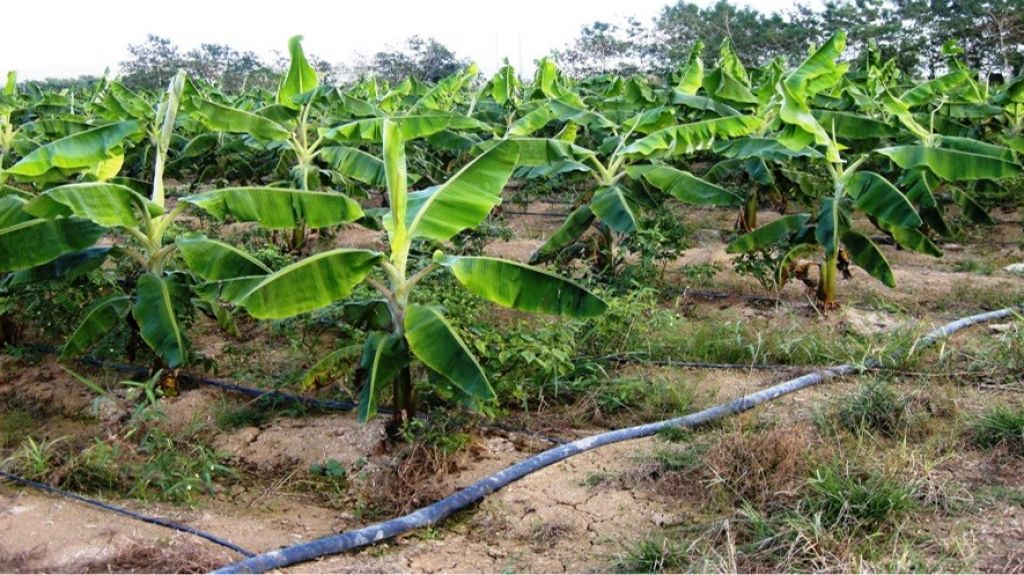  Agricultura destaca que el sector est&aacute; activo a pesar de la emergencia 