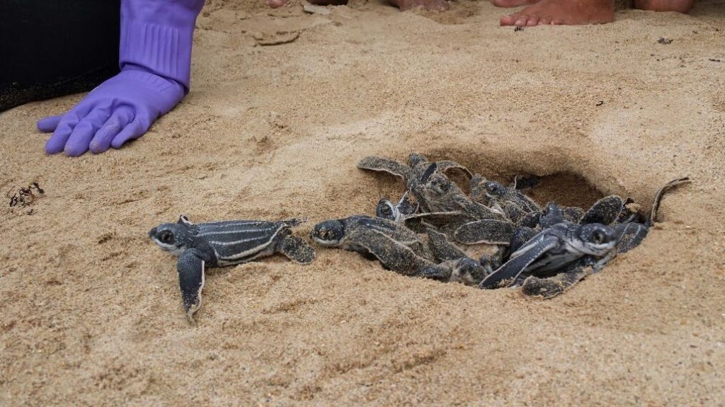  Recursos Naturales registra primeras eclosiones de la temporada de tinglares 