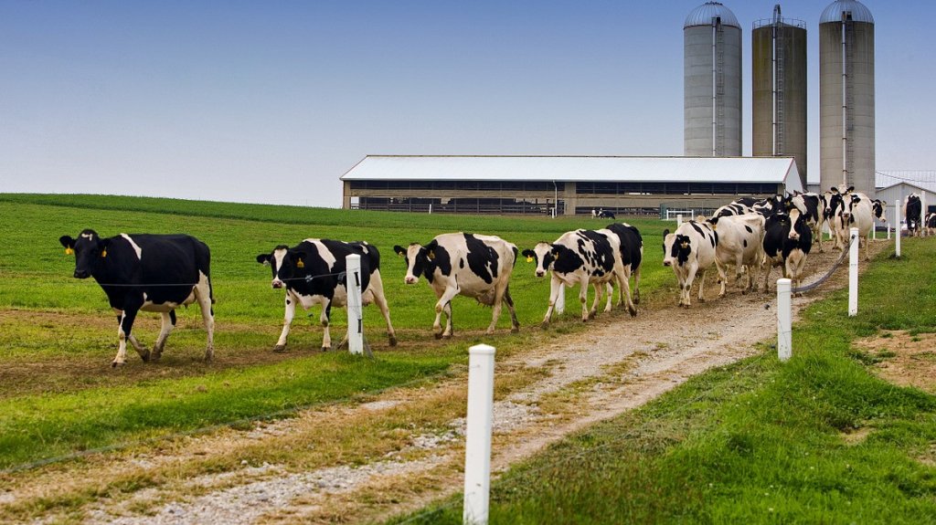  Importar&aacute;n leche a causa de una baja producci&oacute;n local 