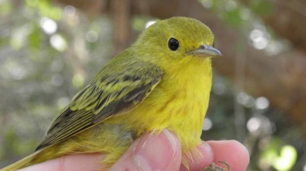  Vigilan salud y sexo de aves nativas y migratorias en el pa&iacute;s con redes de niebla 
