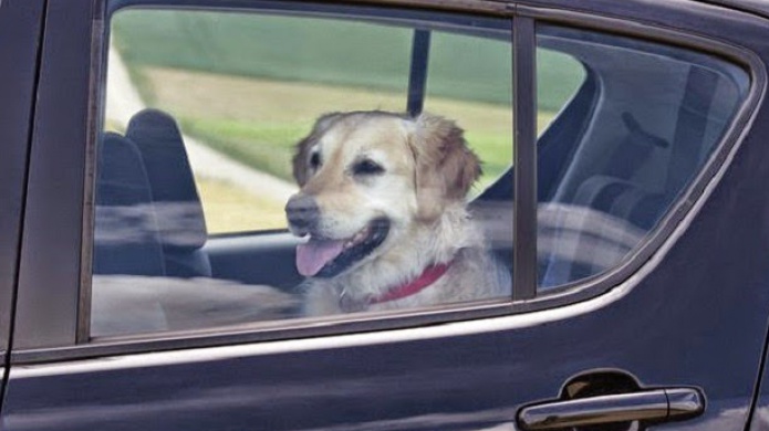 Nueva ley en PR protege al Ciudadano que rompa el cristal de un carro para salvar la vida de un menor o un animal encerrado