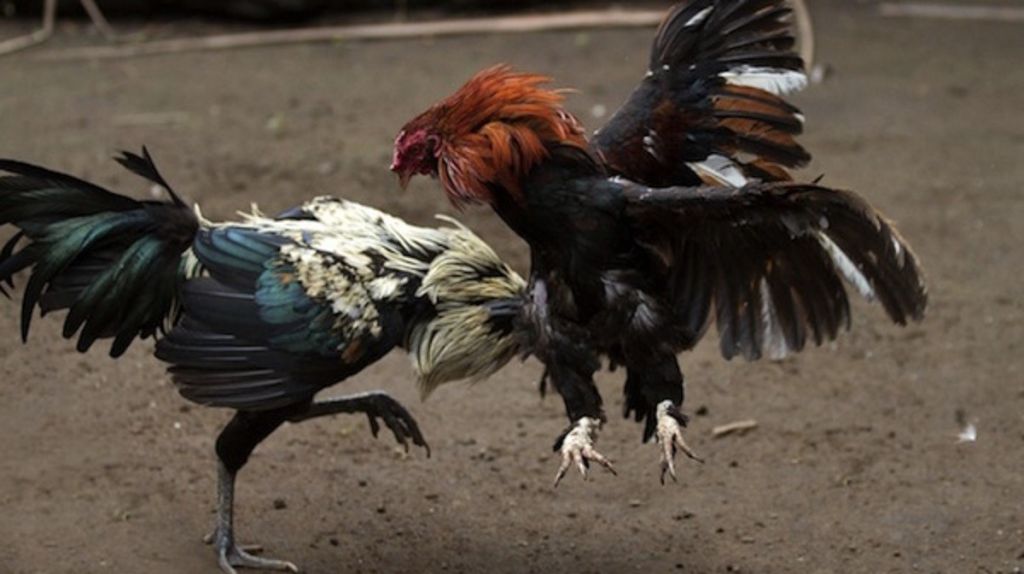  Viajar&aacute;n a Washington para luchar por las peleas de gallo 