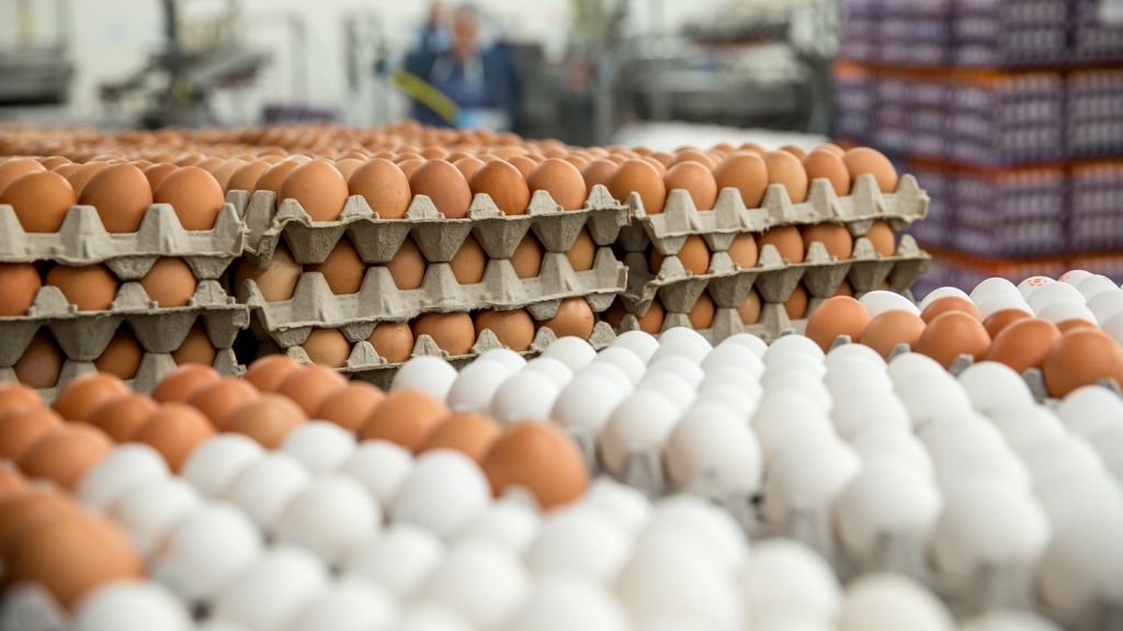  Alerta: Brote de salmonela provoca el retiro de 206 millones de huevos 