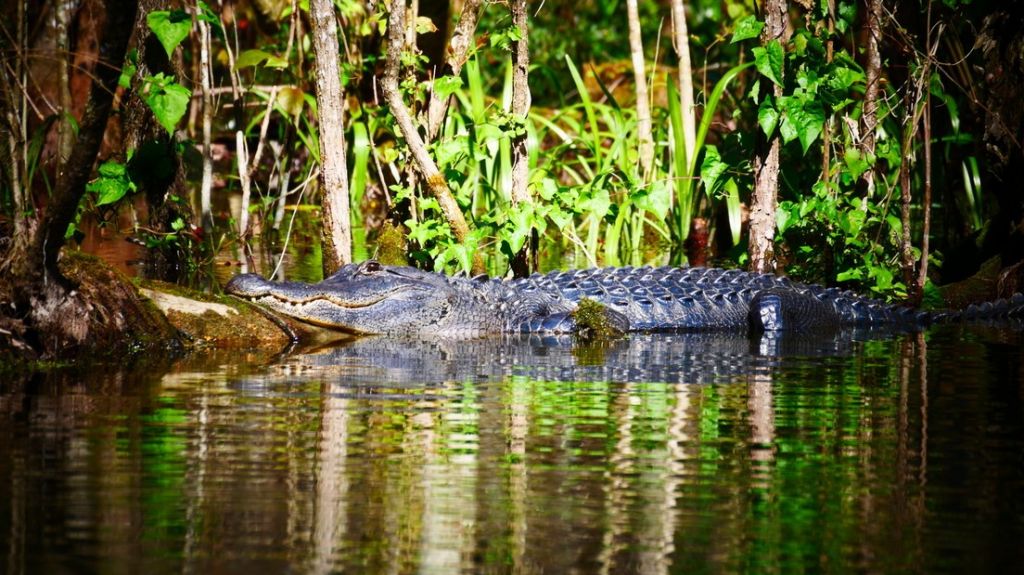  Un hombre viola la cuarentena por el coronavirus para ir de pesca y es devorado por un cocodrilo 