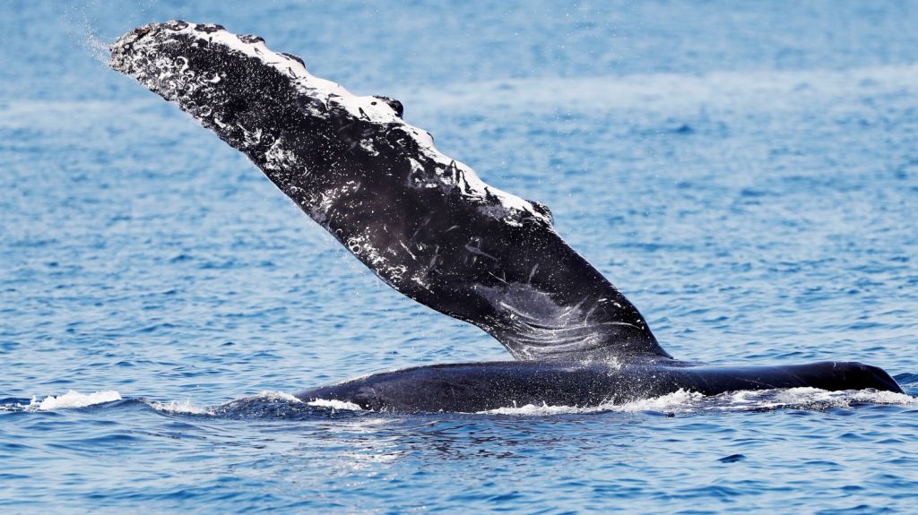  Decenas de personas ayudan a liberar ballenas varadas en una playa de Florida 