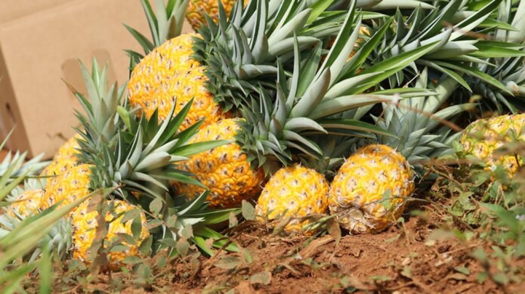  Se roban 6,500 pi&ntilde;as en Arecibo 