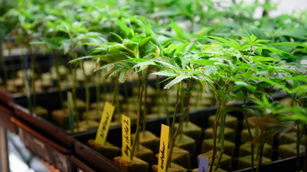  Tropizen construirá nuevos invernaderos para el cultivo exterior de flor de cannabis 