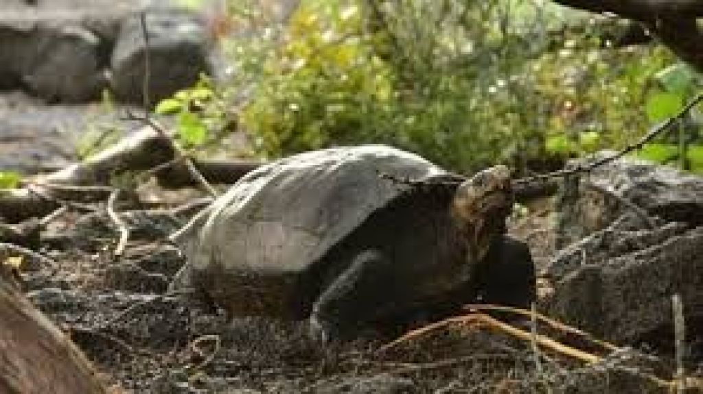  Vea video: Hallazgo en Galápagos de tortuga gigante que se creía extinta abre esperanzas 
