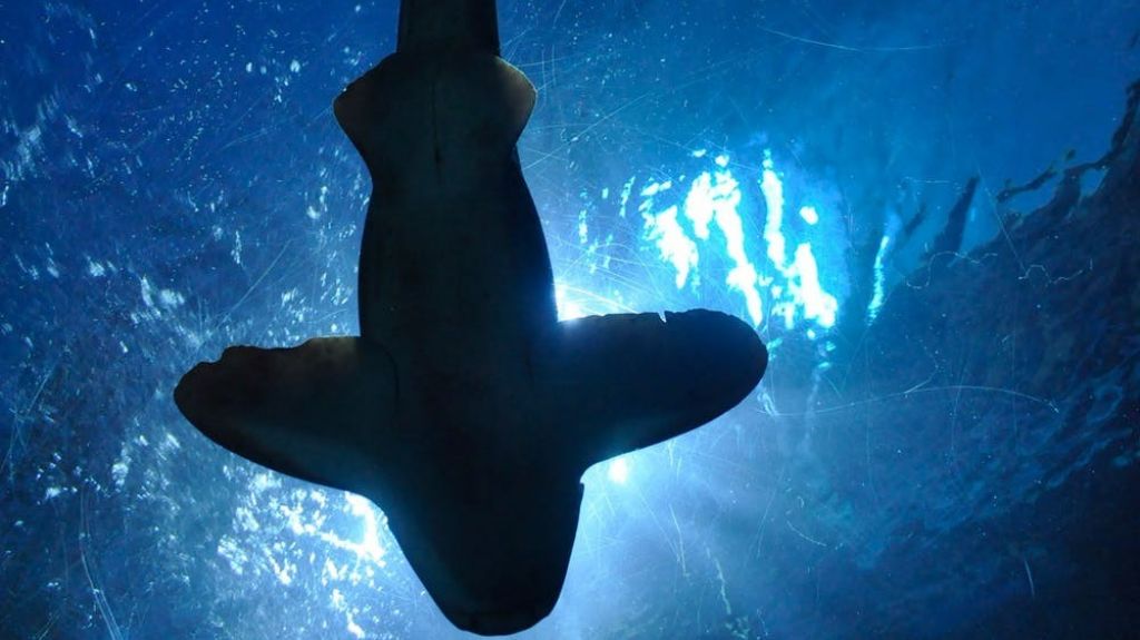  Matan a hembra tibur&oacute;n en peligro de extinci&oacute;n que dar&iacute;a a luz en costas de Colombia 