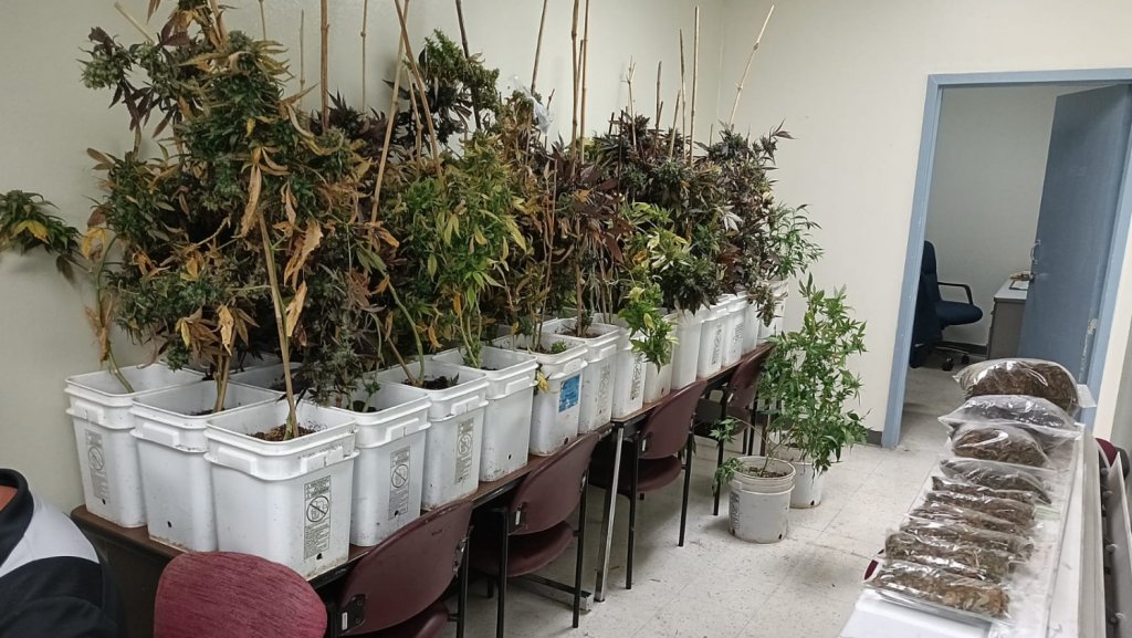  Fotos: Ocupan invernadero de marihuana en taller de transmisiones en Hormiguero 