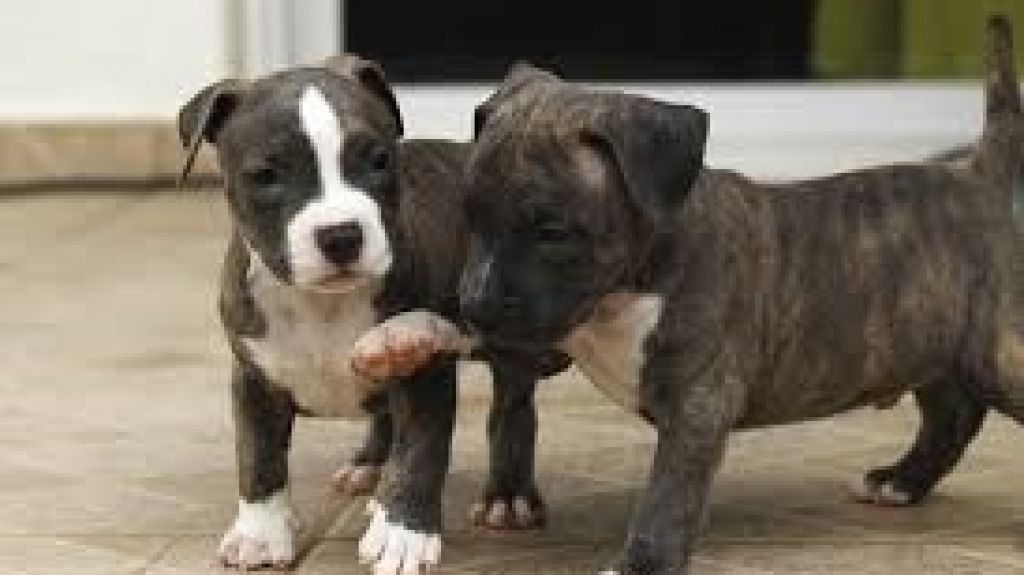  Senado aprueba medida que da luz verde a perros pitbulls 