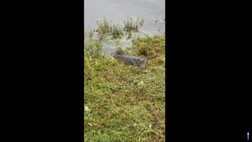  Video: Ciudadanos en Carolina lanzan comida a caim&aacute;n para tratar de cazarlo 