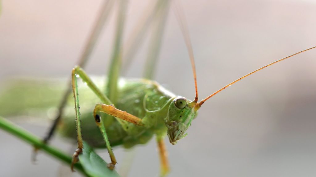  Millones de saltamones invaden Las Vegas 