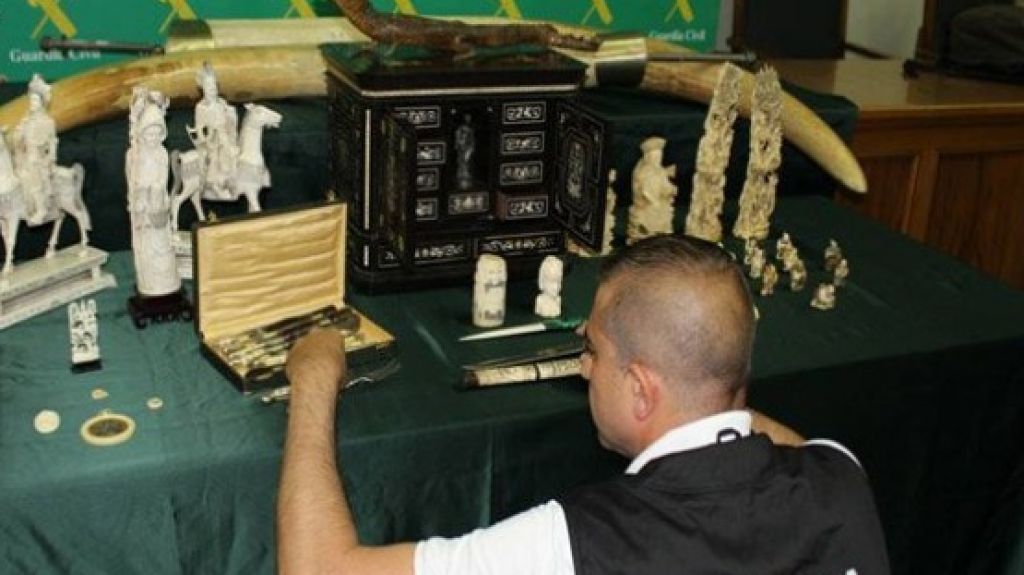  Video: M&aacute;s de 100 investigados y 4.000 aprehensiones en redada contra tr&aacute;fico de especies 