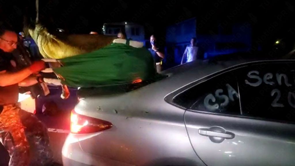  Video: Momento en que sacan un caballo que qued&oacute; dentro de un veh&iacute;culo en accidente en Bayam&oacute;n 