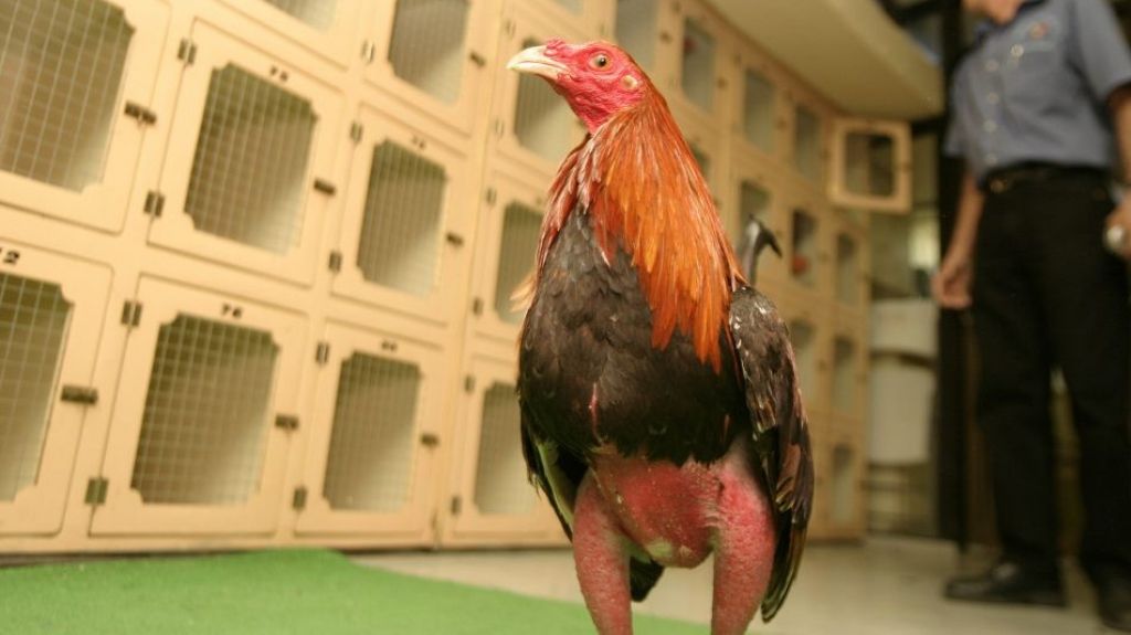  Positivos los galleros, quienes se reunir&aacute;n este fin de semana en Vega Alta, sobre caso judicial ante el juez Gelp&iacute; 