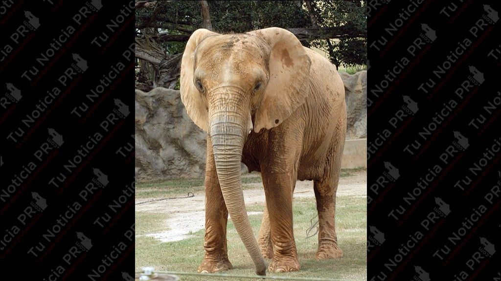  C&aacute;mara de Comercio del Oeste clama por Mundi y por el zool&oacute;gico de Mayag&uuml;ez 
