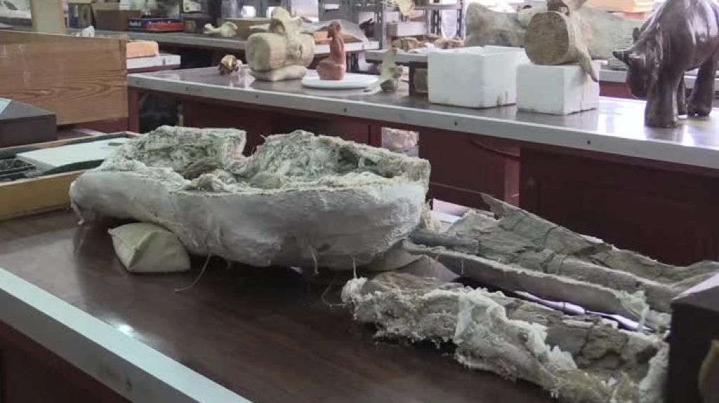  Video:&nbsp;Descubren en Egipto un dinosaurio que demuestra la conexi&oacute;n entre &Aacute;frica y Europa 